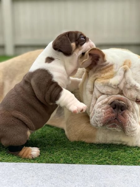  cuccioli i.nglese bulldog disponibili per adozione...