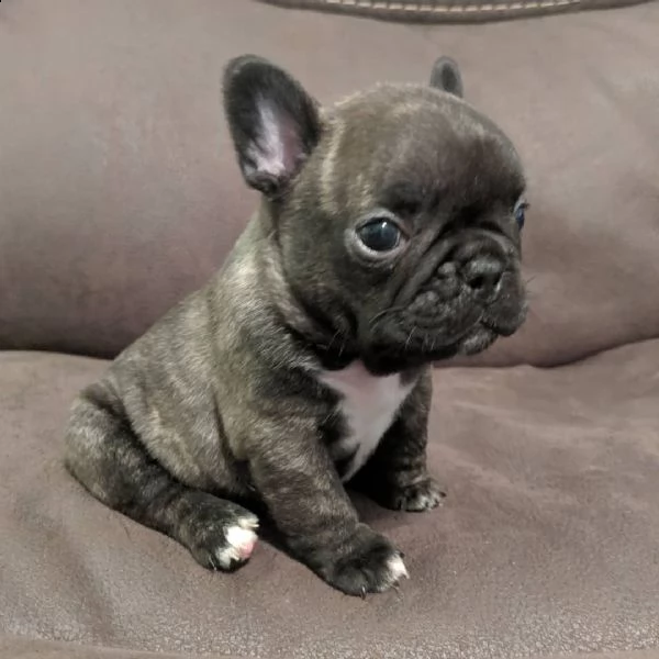 cucciolo bulldog francese