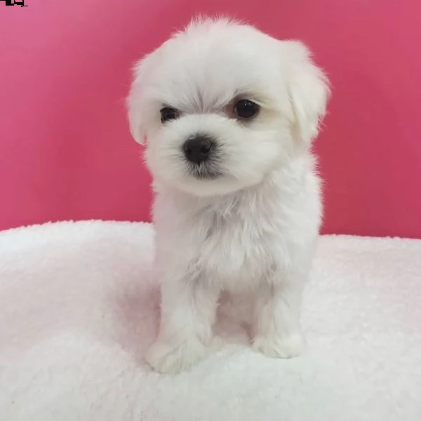 affettuosi cuccioli maltesi teacup