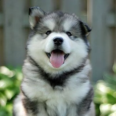 regalo siberian husky con pedigree consegna con : libretto sanitario, vaccini certificati dal veteri