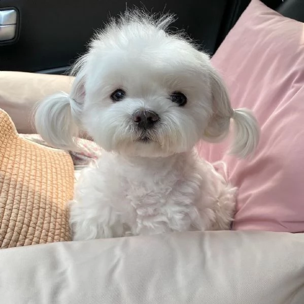 regalo piccoli cuccioli di maltese toy, i cuccioli verranno consegnati con microchip vaccini svermin