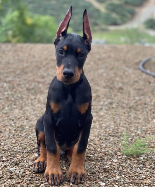 regalo adorabili cuccioli dobermann femminucce e maschietti disponibili verranno ceduti con pedigree
