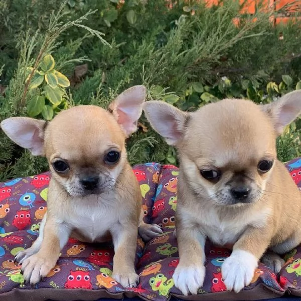  regalo cuccioli... dolce e bella chihuahua toy
