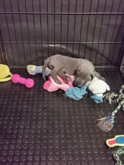 regalo adorabili cuccioli  alano  femminucce e maschietti disponibili.....