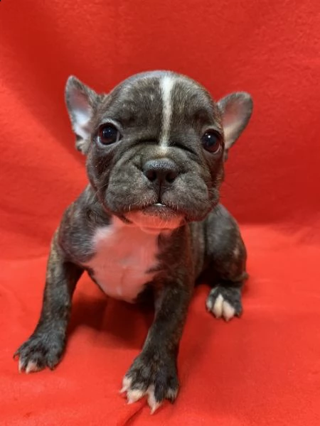 cuccioli di bulldog francese per l'adozione.