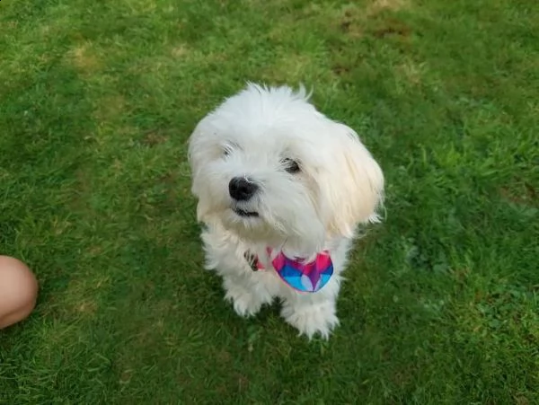  regalo adorabili cuccioli mini maltese  femminucce e maschietti.....