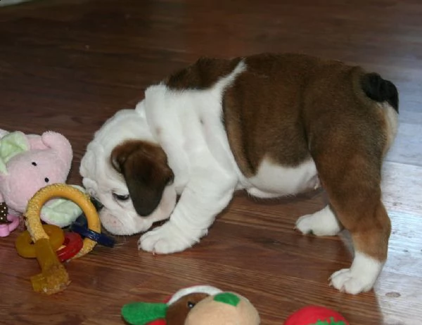 splendidi cuccioli di bulldog  inglese  | Foto 0