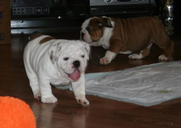 splendidi cuccioli di bulldog  inglese 