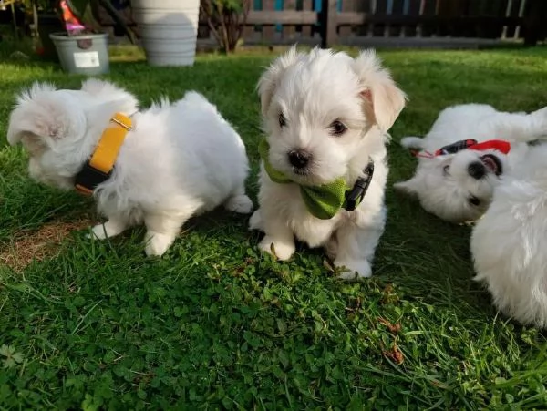 regalo.. adorabili ..cuccioli. mini maltese  femminucce e maschietti