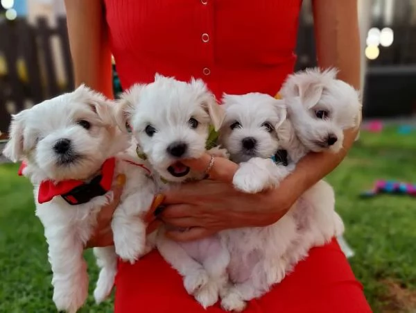 regalo adorabili ...cuccioli ..mini maltese  femminucce e maschietti