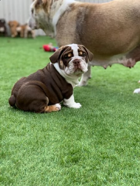 cuccioli inglese bulldog disponibili per adozione