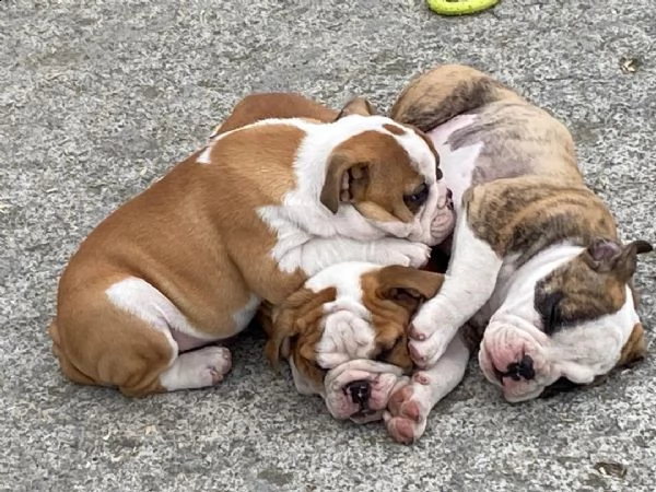 cuccioli inglese bulldog disponibili per adozione.......