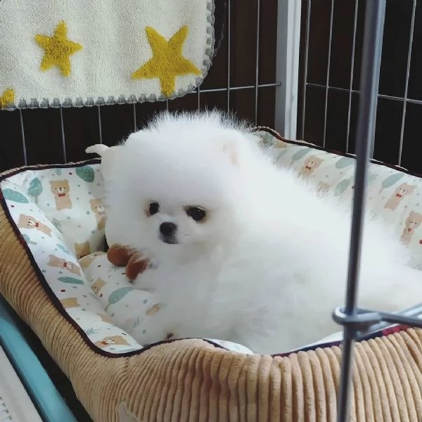  regalo  volpino pomerania mini toy