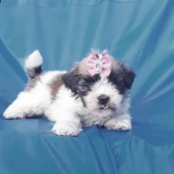     regalo shih-tzu  toy | Foto 0