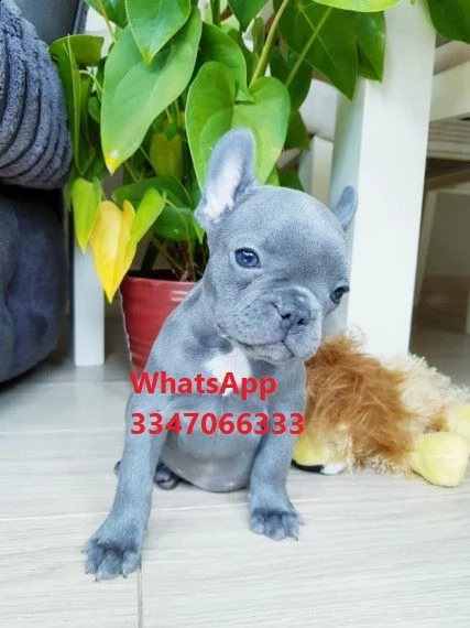 bouledogue francese di razza (((regalo)))