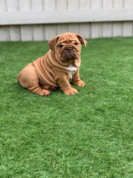 regalo bulldog inglese cuccioli con pedigree.....