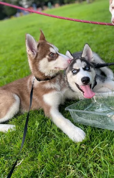 regalo siberian husky con pedigree....