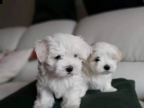 regalo adorabili cuccioli mini maltese .. femminucce e maschietti...