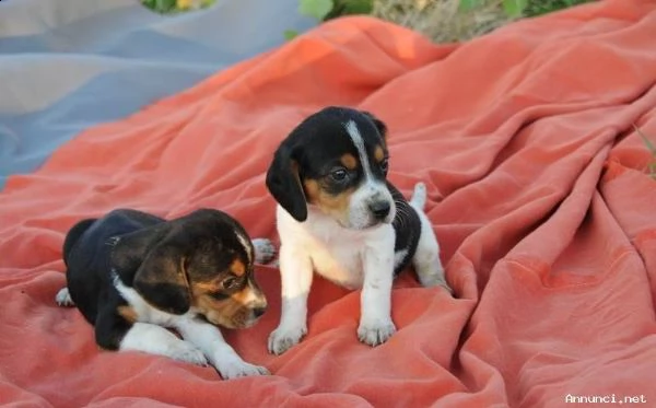 vendita cuccioli di beagle con pedigree