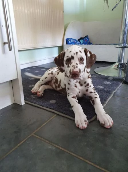 sani e bella cuccioli di dalmata per regalo 