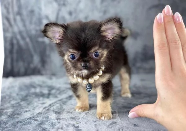 cuccioli di chihuahua