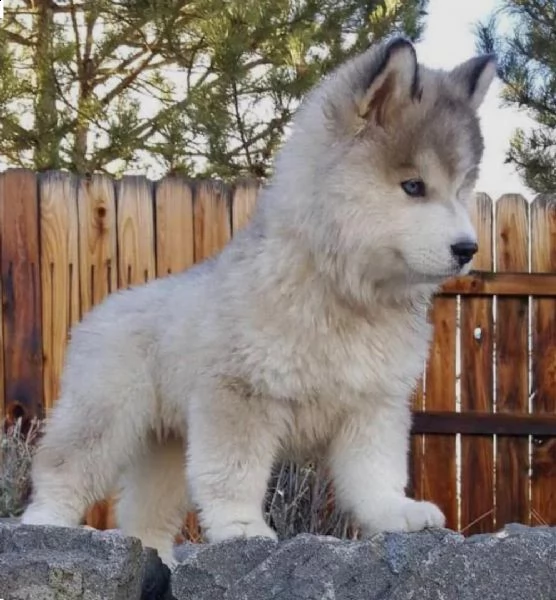  regalo siberian husky cuccioli, maschio e femmina