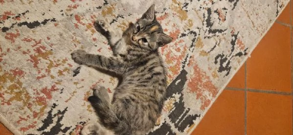 Gattini 