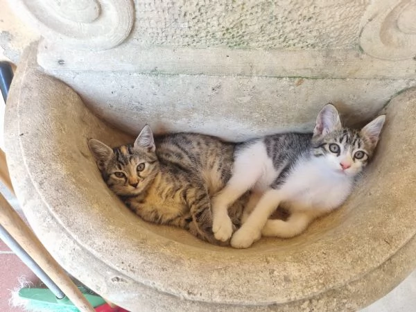 Gattini  | Foto 1