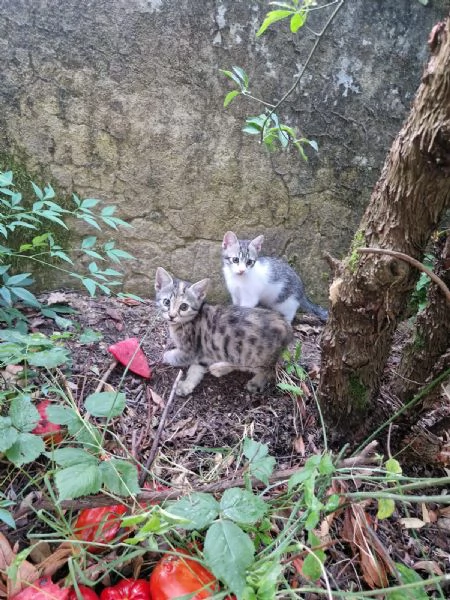 Gattini  | Foto 0