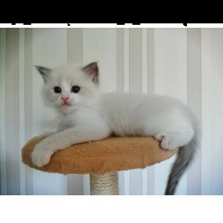 gattino ragdoll