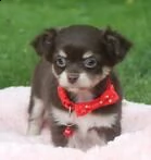 cuccioli di chihuahua toy | Foto 0