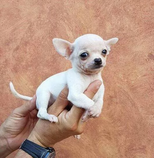 cuccioli di chihuahua toy