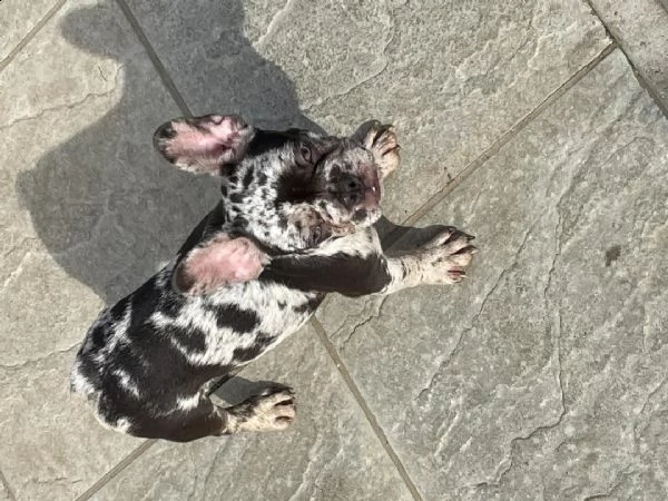  cuccioli di bulldog francese per l'adozione