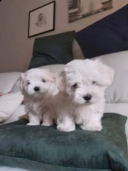  regalo adorabili .cuccioli .mini maltese  femminucce e maschietti...