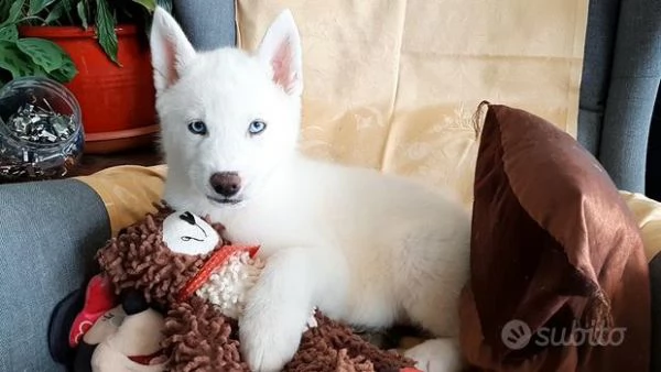 disponibili cucciolo di siberian husky
