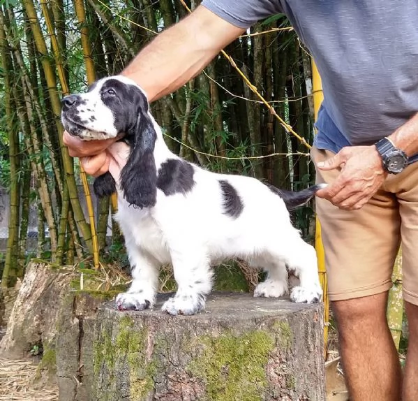 regalo adorabili basset hound femminucce e maschietti disponibili gratuita i cuccioli sono vaccinati