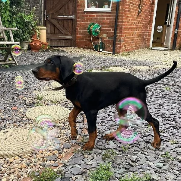 regalo adorabili cuccioli dobermann femminucce e maschietti disponibili verranno ceduti con pedigree