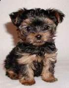 vendita cuccioli di yorkshire puri.