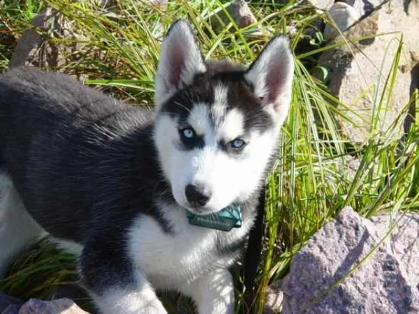 vendita cuccioli di siberian husky