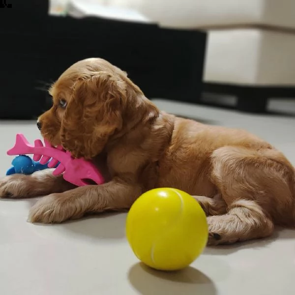 regalo cuccioli coker spaniel i cuccioli vengono consegnati con svezzamento , primo vaccino, librett