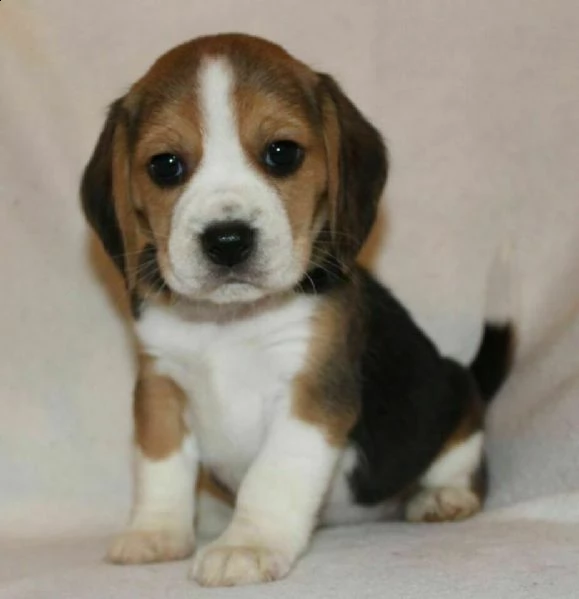 dolci cuccioli di beagle