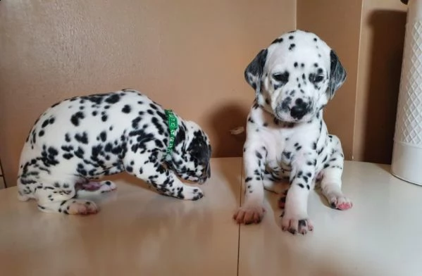 bellissimi cuccioli dalmata