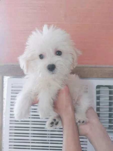 maltese nano<<<<<>>>>  | Foto 0