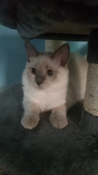  gattino ragdoll di razza pura
