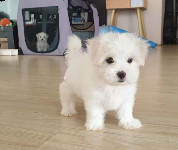  regalo maltese## | Foto 0