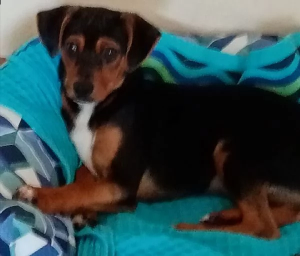 regalo cuccioli di pinscher | Foto 0