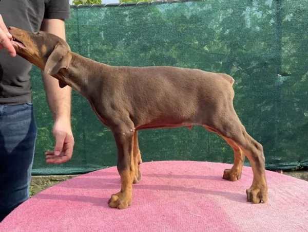 doberman cuccioli | Foto 5