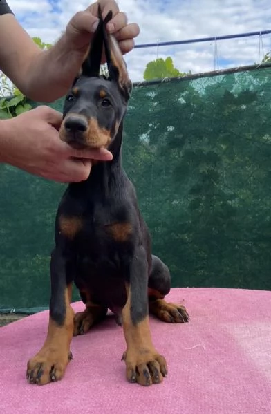 doberman cuccioli | Foto 4