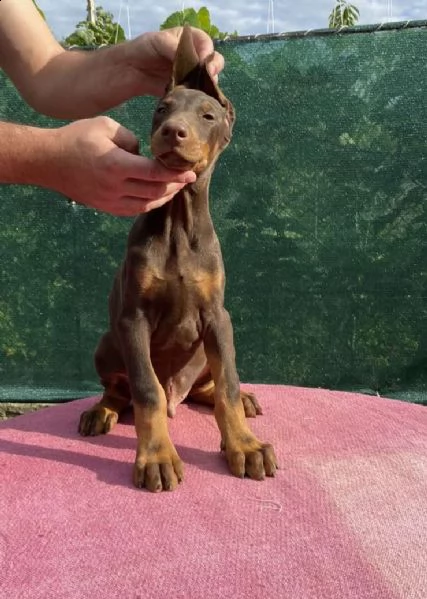 doberman cuccioli | Foto 3