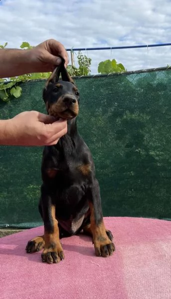 doberman cuccioli | Foto 2